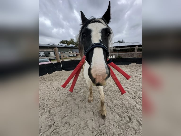 Welsh PB (Partbred) Mare 13 years 14.1 hh Pinto in Langenfeld
