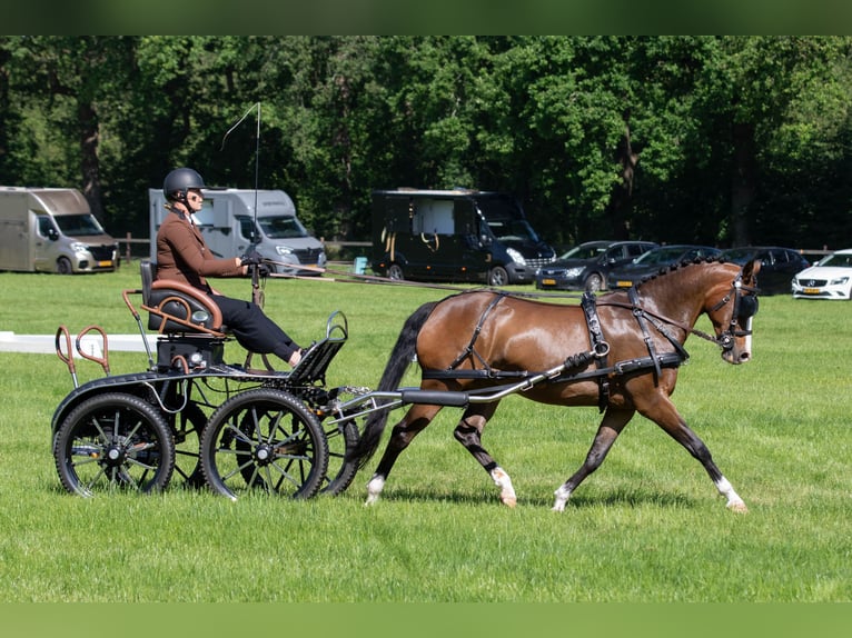 Welsh PB (Partbred) Mare 13 years 14.2 hh Brown in Wapserveen