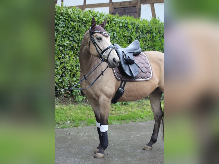 Welsh PB (Partbred) Mare 13 years 14.3 hh Buckskin in Westhausen