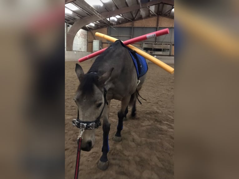 Welsh PB (Partbred) Mare 13 years 14.3 hh Buckskin in Westhausen