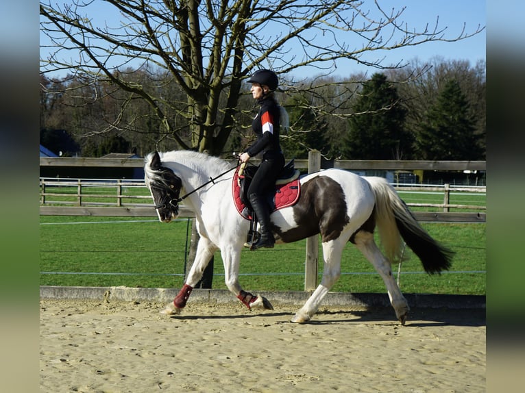 Welsh PB (Partbred) Mare 13 years 14,1 hh Pinto in Langenfeld
