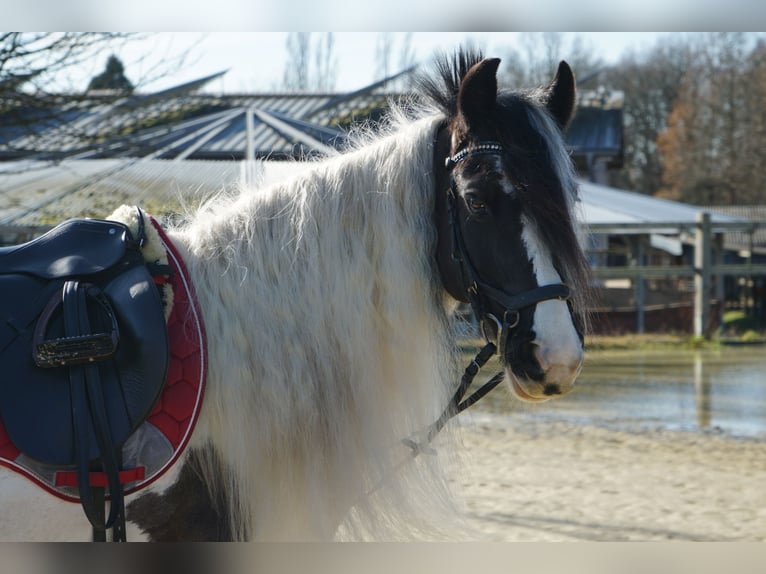 Welsh PB (Partbred) Mare 13 years 14,1 hh Pinto in Langenfeld