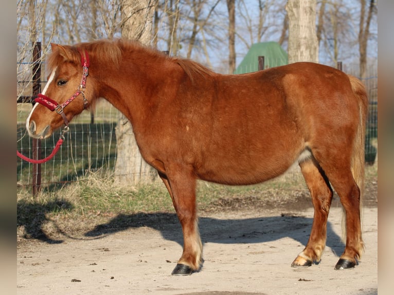 Welsh PB (Partbred) Mix Mare 14 years 12,2 hh Chestnut in Paloznak