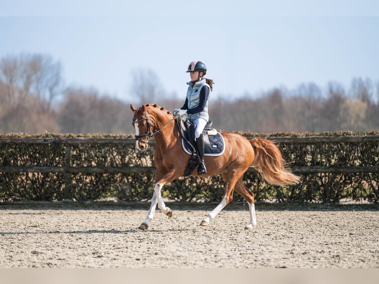 Welsh PB (Partbred) Mare 14 years 14 hh Chestnut-Red in Oudkarspel