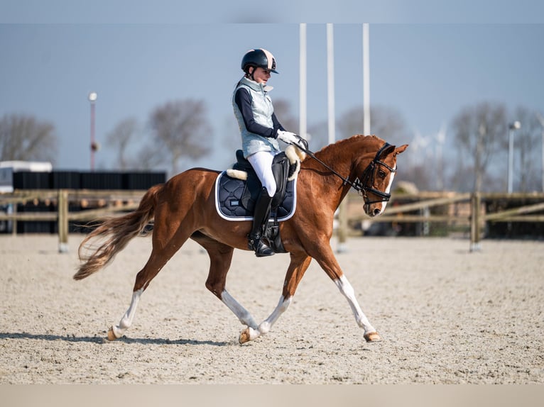 Welsh PB (Partbred) Mare 14 years 14 hh Chestnut-Red in Oudkarspel