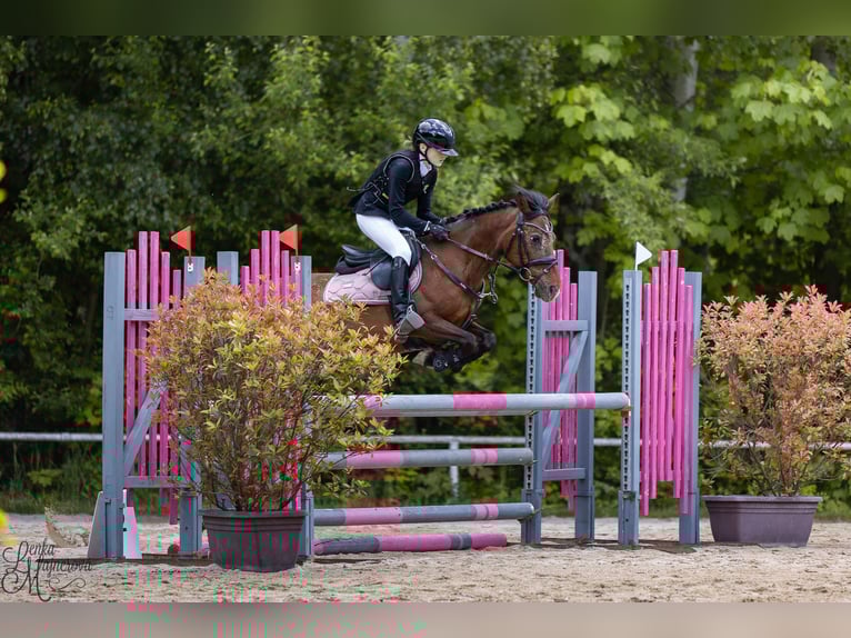 Welsh PB (Partbred) Mare 15 years 13,2 hh Bay in Pilsen