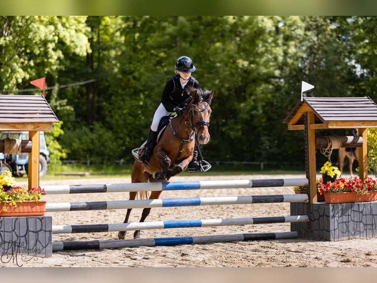 Welsh PB (Partbred) Mare 15 years 13,2 hh Bay in Pilsen