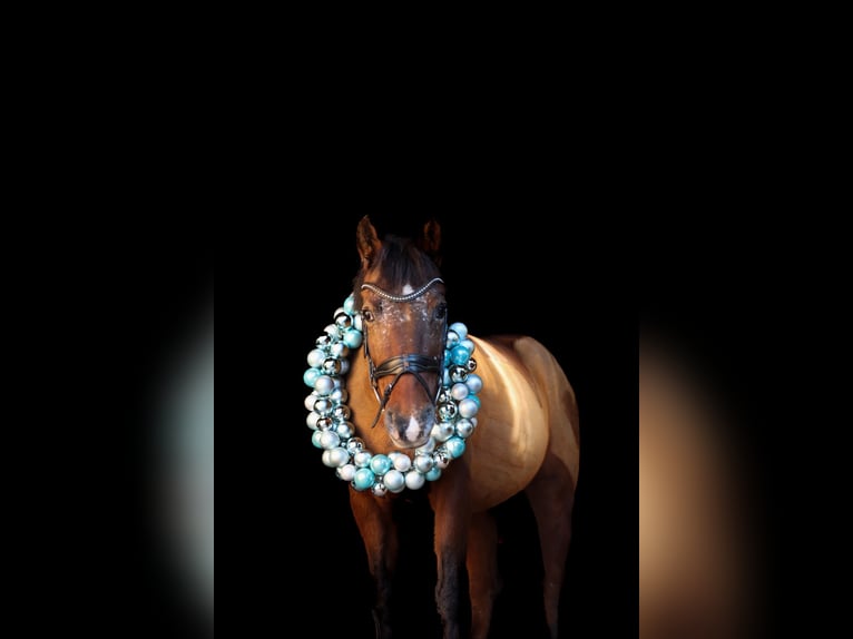 Welsh PB (Partbred) Mare 15 years 13,2 hh Bay in Pilsen