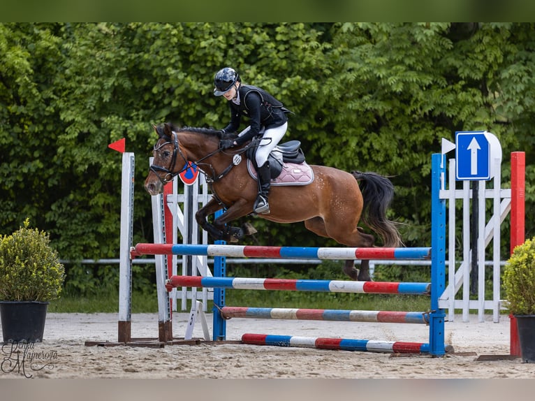 Welsh PB (Partbred) Mare 15 years 13,2 hh Bay in Pilsen