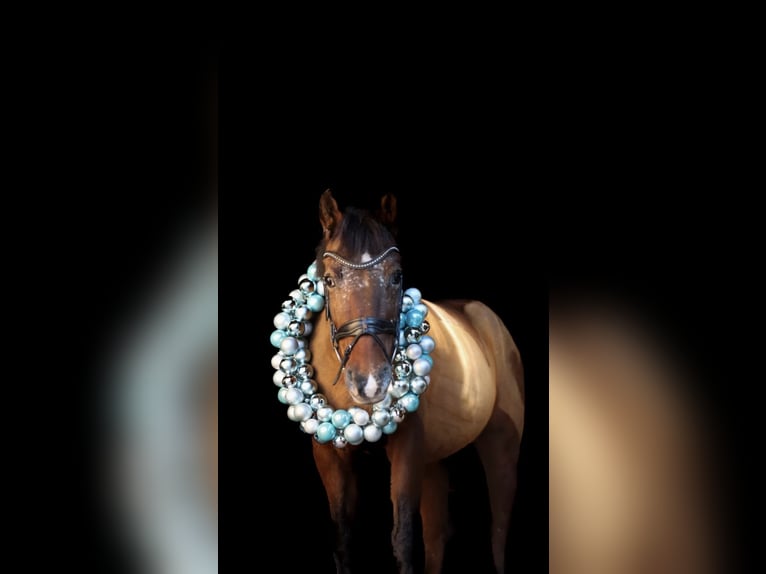 Welsh PB (Partbred) Mare 15 years 13,2 hh Brown in Pilsen