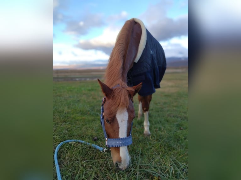 Welsh PB (Partbred) Mare 15 years 14,1 hh Brown in Kosute