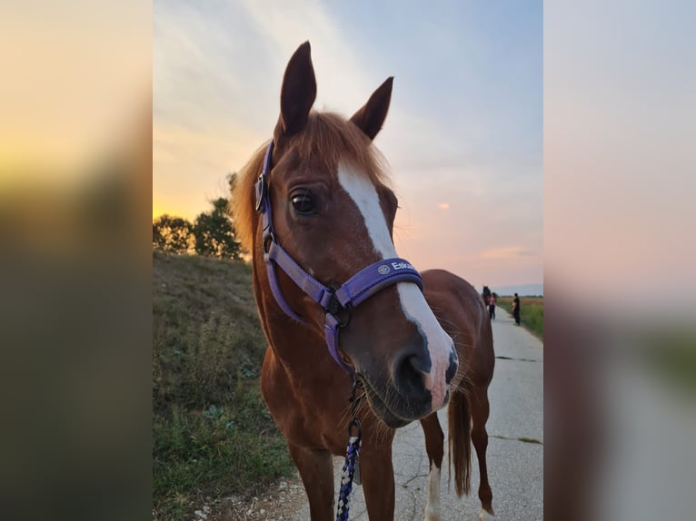 Welsh PB (Partbred) Mare 15 years 14,1 hh Brown in Kosute