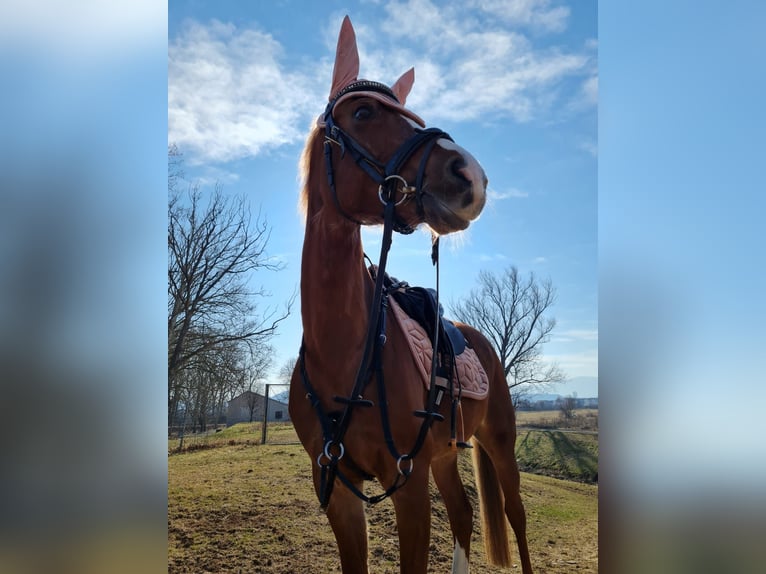 Welsh PB (Partbred) Mare 15 years 14,1 hh Brown in Kosute