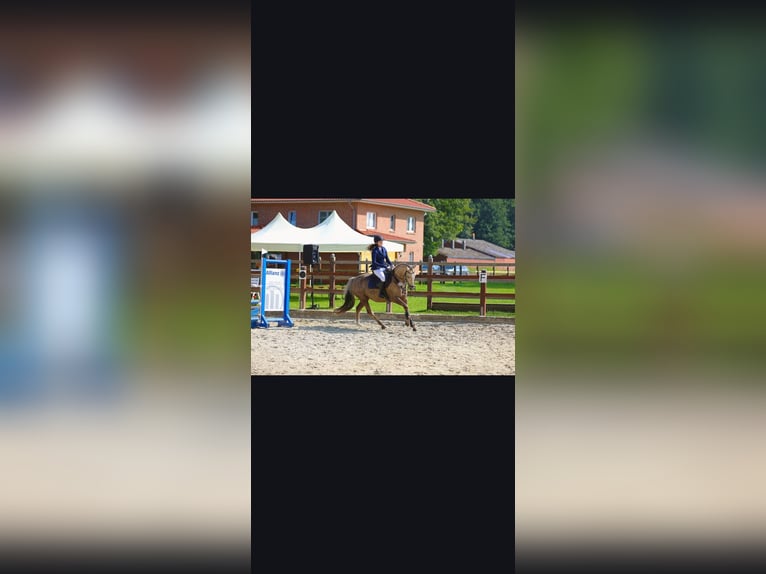 Welsh PB (Partbred) Mare 15 years 14,1 hh Palomino in Menslage