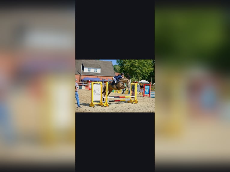 Welsh PB (Partbred) Mare 15 years 14,1 hh Palomino in Menslage
