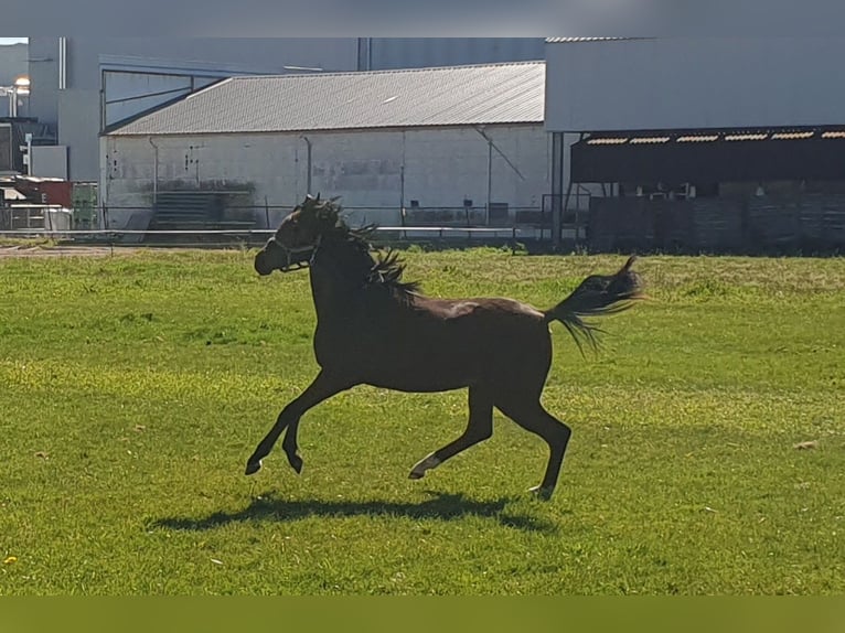 Welsh PB (Partbred) Mare 1 year 13.1 hh Brown in Weelde