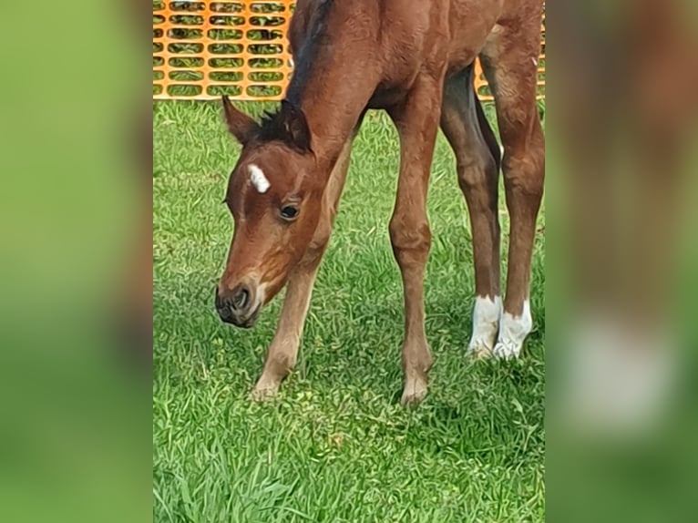 Welsh PB (Partbred) Mare 1 year 13.1 hh Brown in Weelde