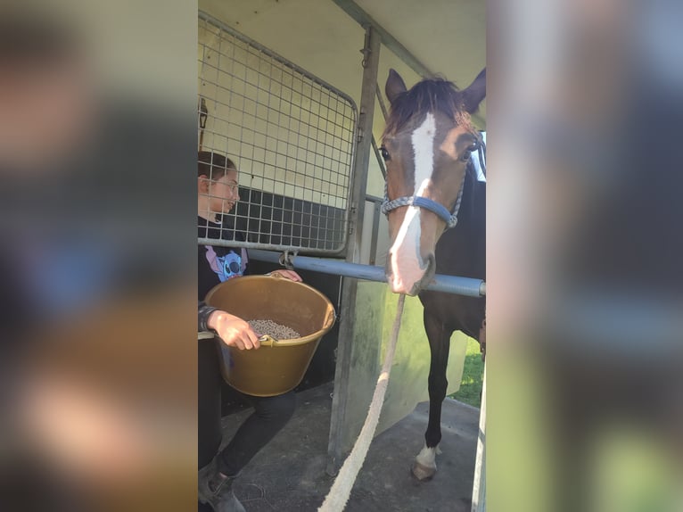 Welsh PB (Partbred) Mare 1 year 15,1 hh in FORMENTIN