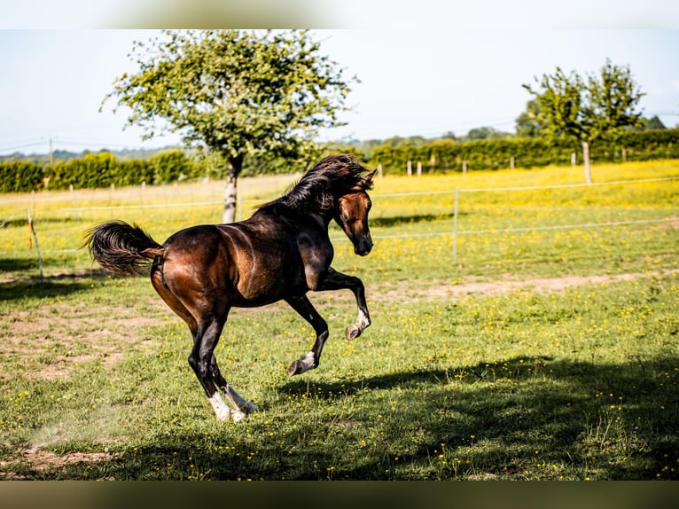 Welsh PB (Partbred) Mare 1 year 15,1 hh in FORMENTIN