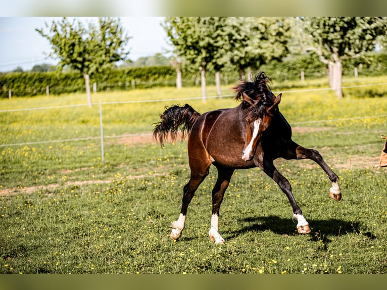 Welsh PB (Partbred) Mare 1 year 15,1 hh in FORMENTIN