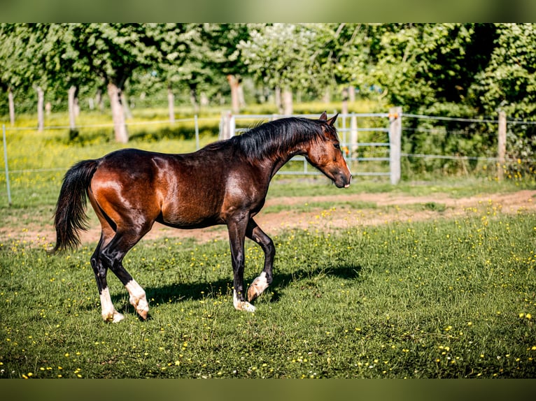 Welsh PB (Partbred) Mare 1 year 15,1 hh in FORMENTIN