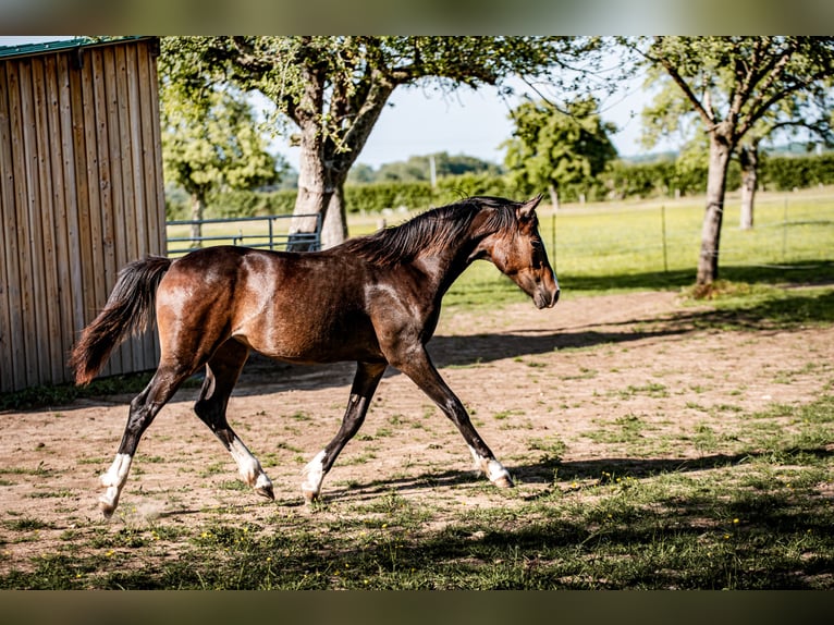 Welsh PB (Partbred) Mare 1 year 15,1 hh in FORMENTIN
