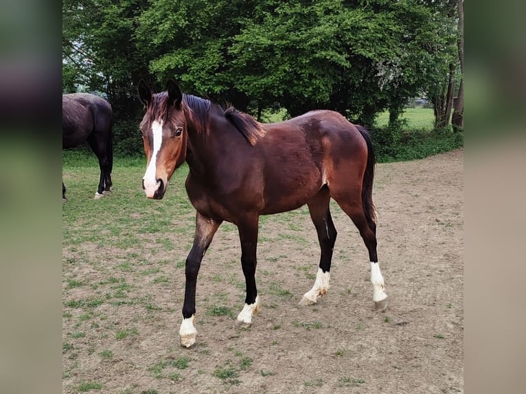 Welsh PB (Partbred) Mare 1 year 15,1 hh in FORMENTIN