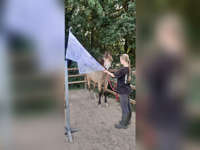Welsh PB (Partbred) Mix Mare 1 year 15,2 hh Dun in Ruinen