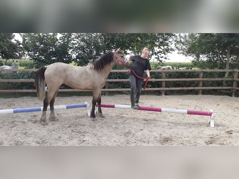 Welsh PB (Partbred) Mix Mare 1 year 15,2 hh Dun in Ruinen