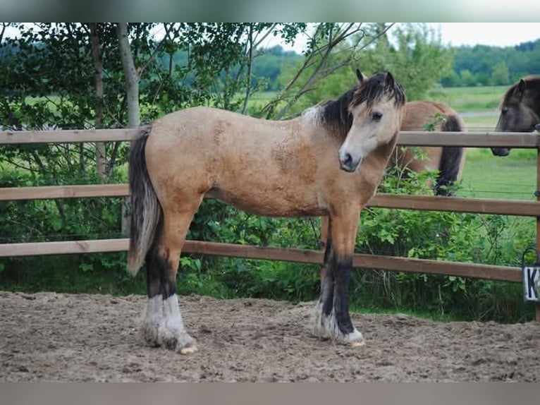 Welsh PB (Partbred) Mix Mare 1 year 15,2 hh Dun in Ruinen