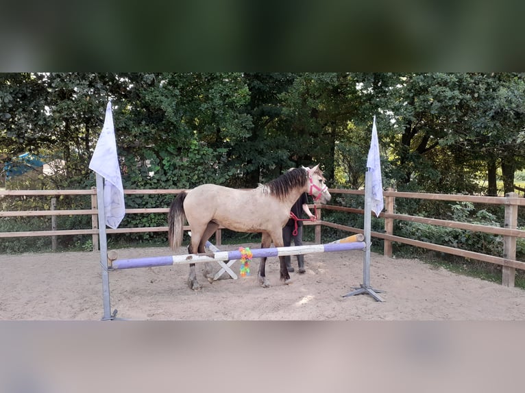 Welsh PB (Partbred) Mix Mare 1 year 15,2 hh Dun in Ruinen