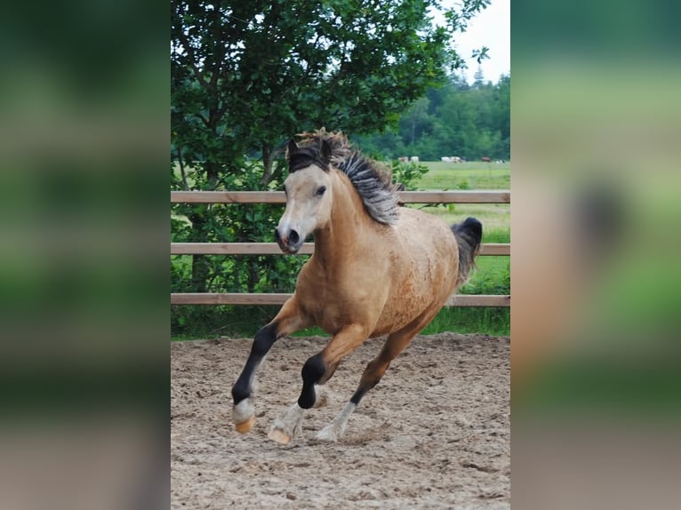 Welsh PB (Partbred) Mix Mare 1 year 15,2 hh Dun in Ruinen