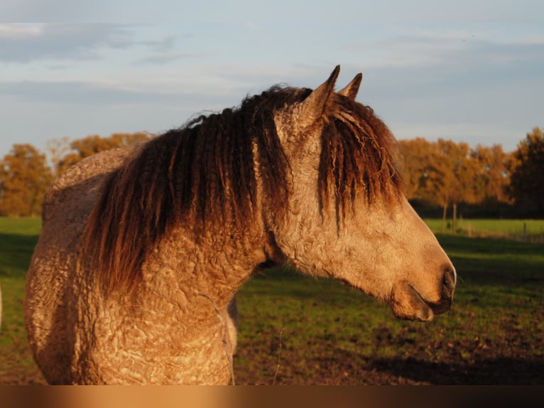 Welsh PB (Partbred) Mix Mare 1 year 15,2 hh Dun in Ruinen