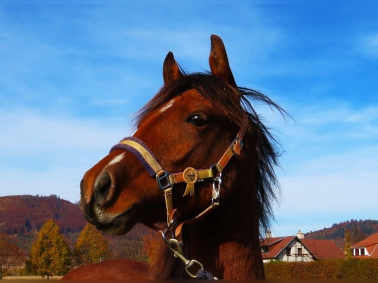 Welsh PB (Partbred) Mare 1 year Bay in Šumperk