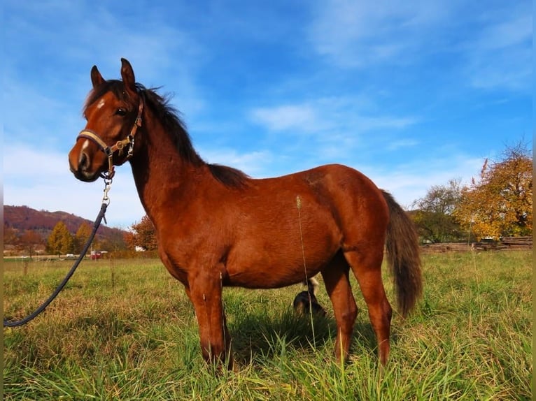 Welsh PB (Partbred) Mare 1 year Bay in Šumperk