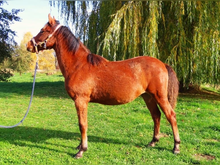 Welsh PB (Partbred) Mare 1 year Bay in Šumperk
