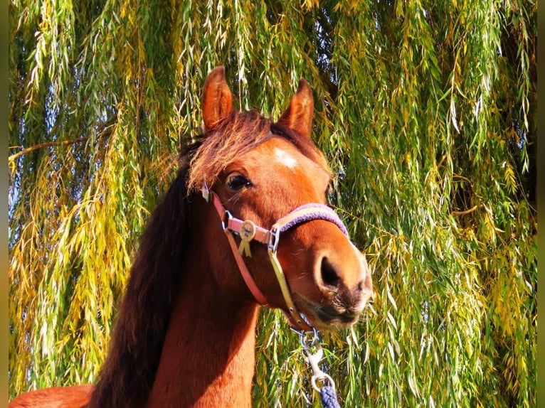 Welsh PB (Partbred) Mare 1 year Bay in Šumperk