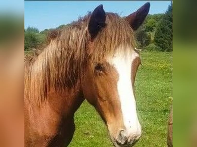 Welsh PB (Partbred) Mare 1 year Chestnut-Red in vesoul