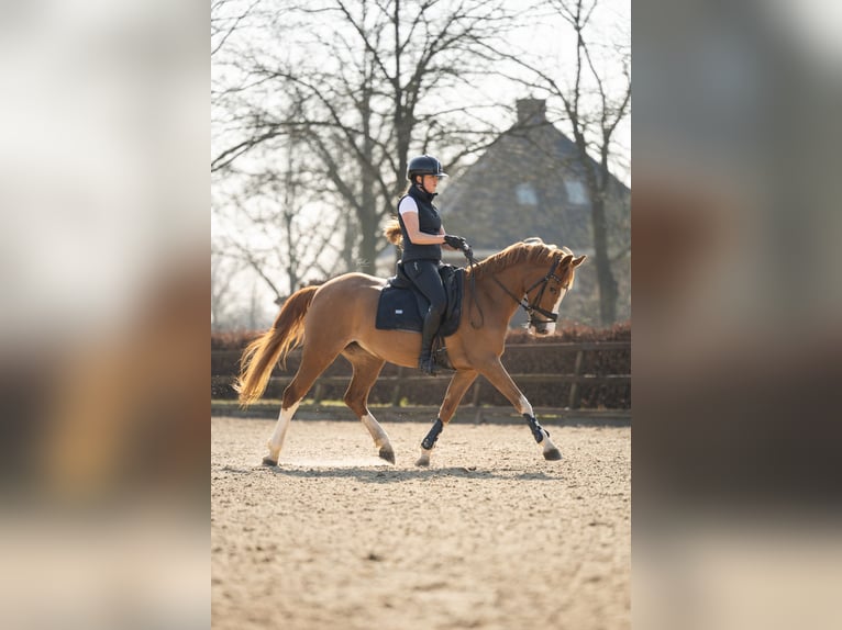 Welsh PB (Partbred) Mare 20 years Chestnut-Red in Beek en Donk
