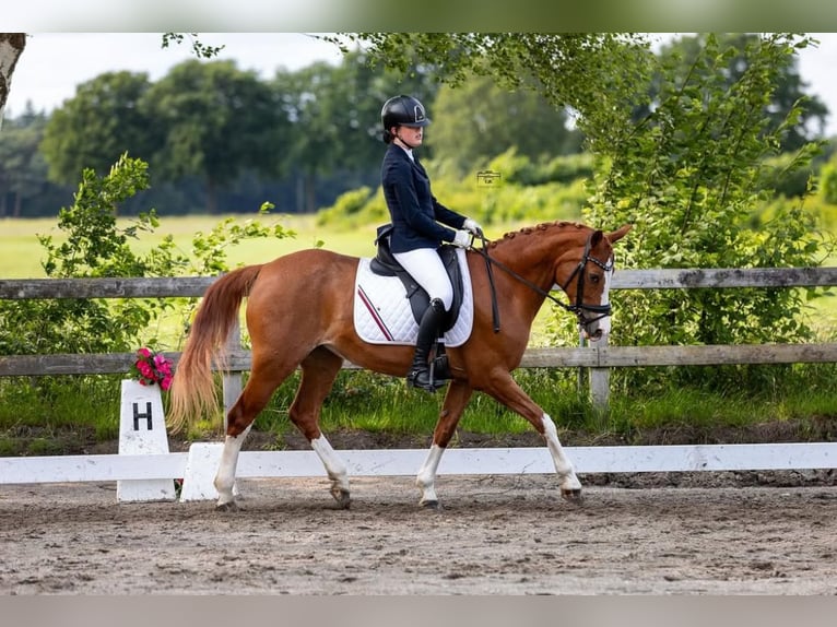 Welsh PB (Partbred) Mare 20 years Chestnut-Red in Beek en Donk