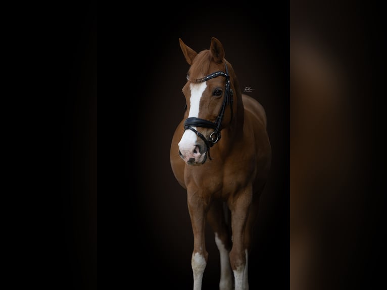 Welsh PB (Partbred) Mare 20 years Chestnut-Red in Beek en Donk
