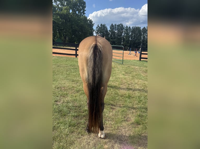 Welsh PB (Partbred) Mare 2 years 13 hh Dun in Columbia