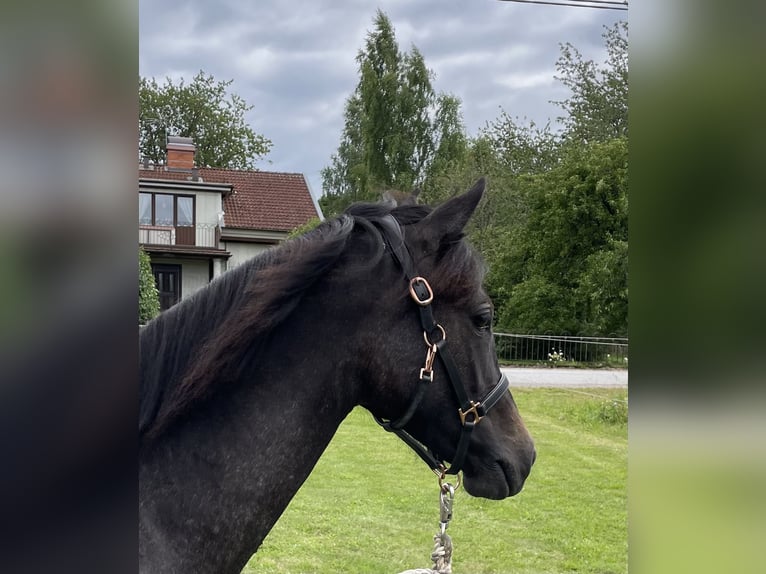 Welsh PB (Partbred) Mare 2 years 13,2 hh Grey in Emmaboda