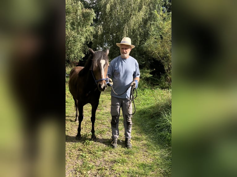 Welsh PB (Partbred) Mare 2 years 14.1 hh Brown in 54101