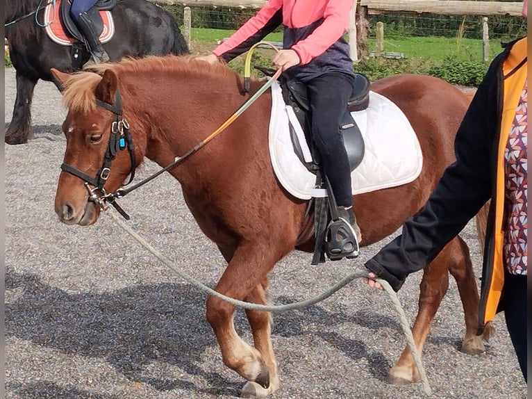 Welsh PB (Partbred) Mare 3 years 11,1 hh in LA TRINITE