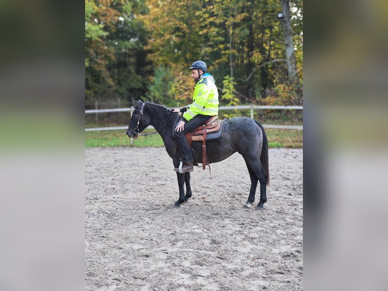 Welsh PB (Partbred) Mare 3 years 13.1 hh Grey in Emmaboda