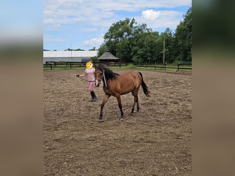 Welsh PB (Partbred) Mix Mare 3 years 13.2 hh Bay in Ustrzyki Dolne