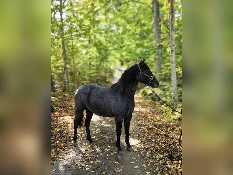 Welsh PB (Partbred) Mare 3 years 13,1 hh Grey in Emmaboda