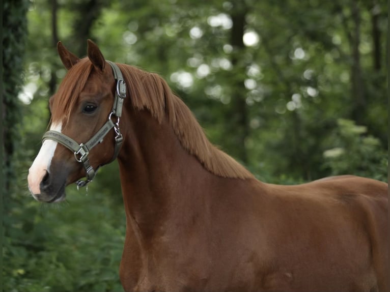 Welsh PB (Partbred) Mare 3 years 14.1 hh Chestnut-Red in Aalten