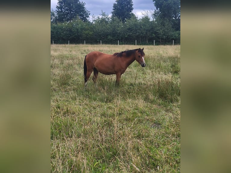 Welsh PB (Partbred) Mare 4 years 13.1 hh Brown in Reher
